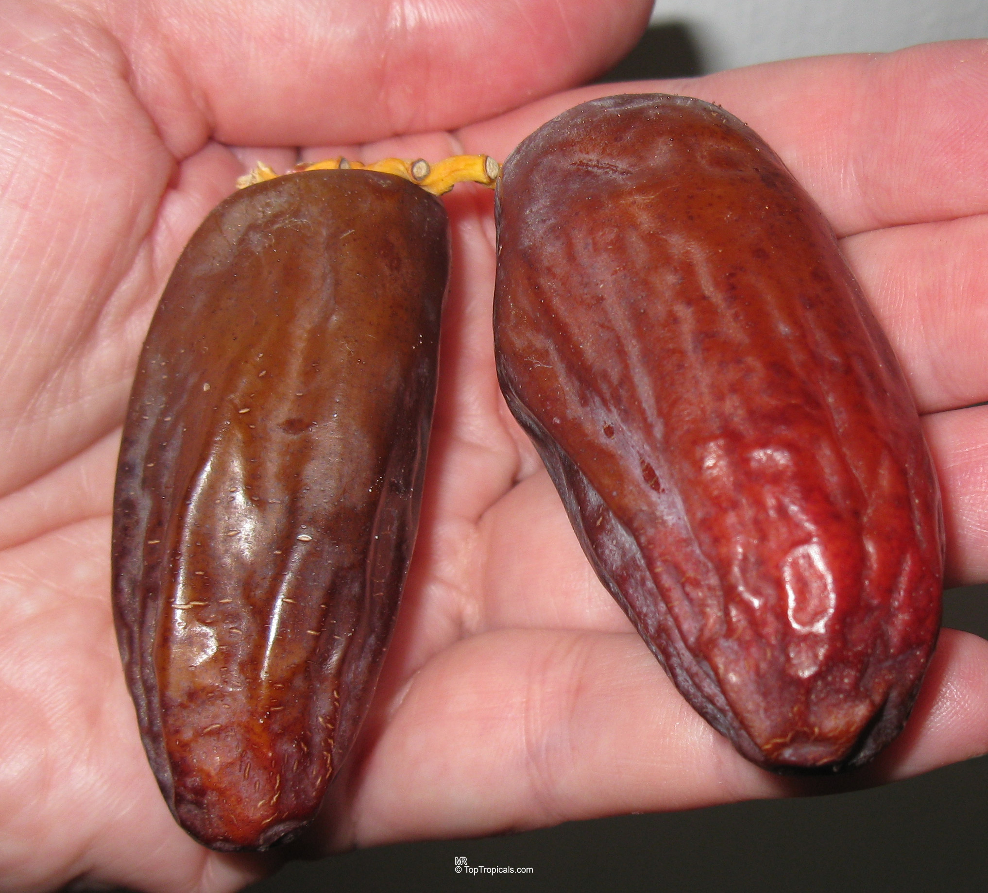 Phoenix dactylifera (Date Palm) fruit held in a hand for a clear size comparison Phoenix dactylifera (Date Palm) brown fruit close up held in a human hand