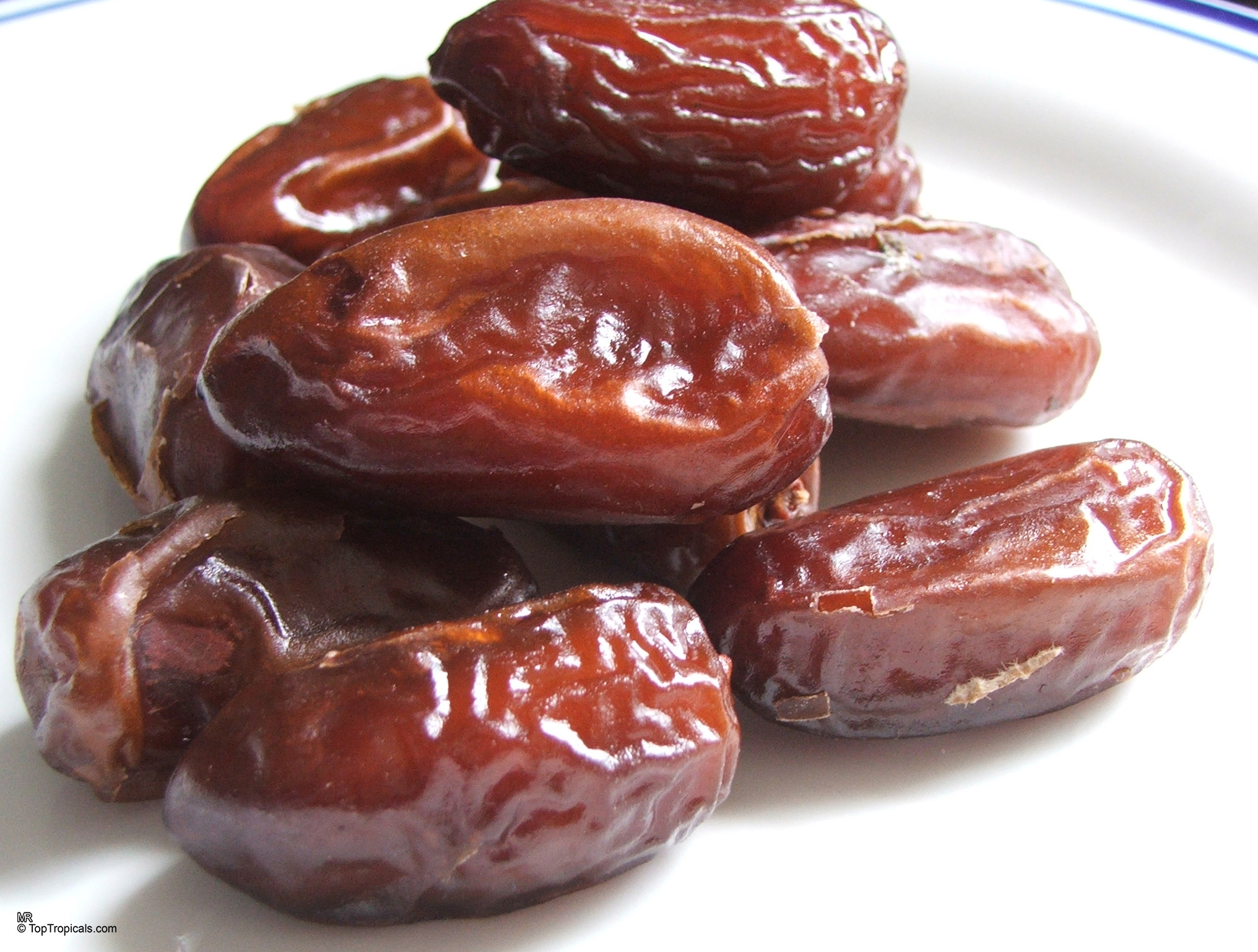 Phoenix dactylifera (Date Palm) brown fruit pile sitting on a plate. Phoenix dactylifera (Date Palm) brown fruit close up on a plate.