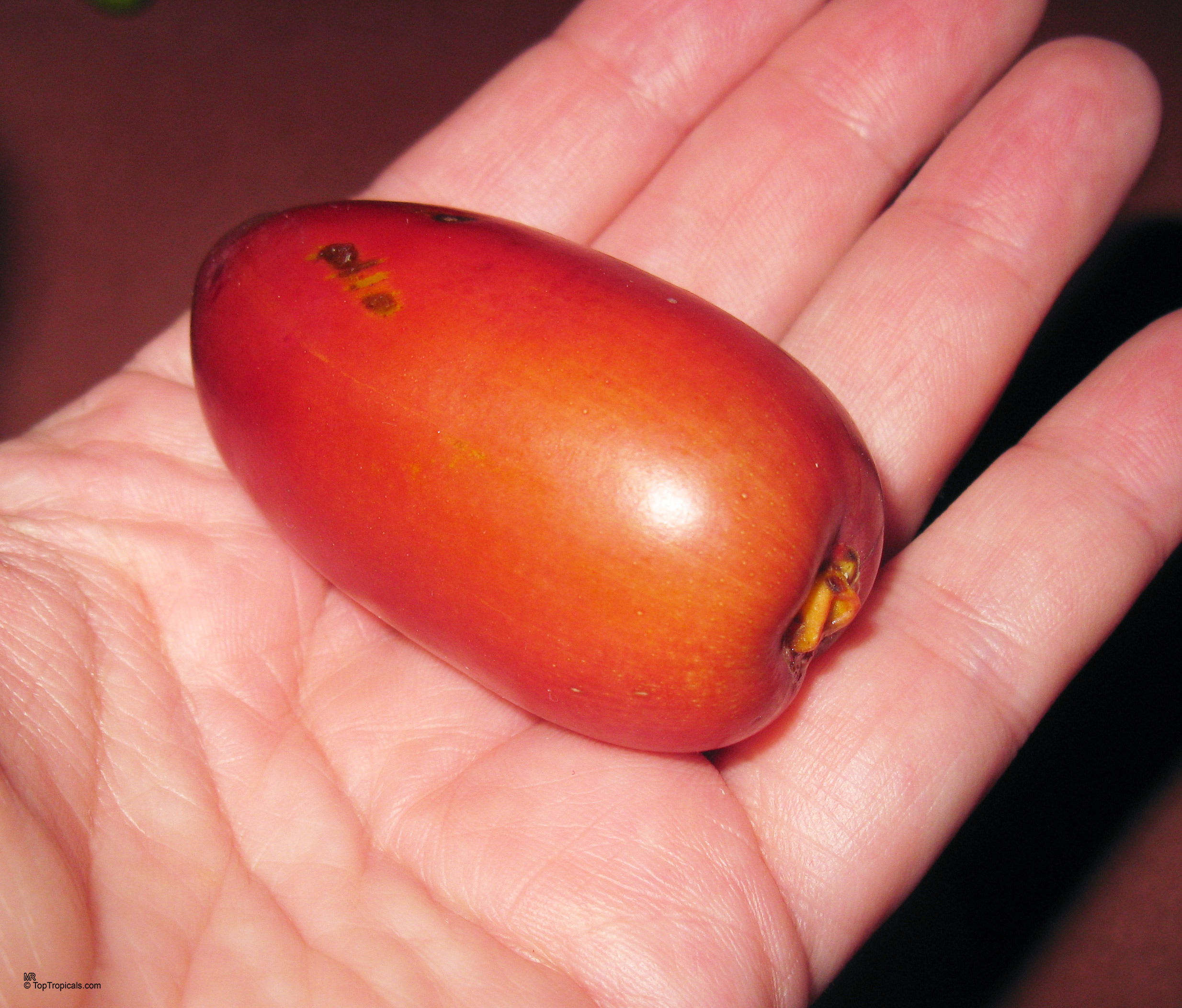 Phoenix dactylifera (Date Palm) round red fruit held in a human hand palm for scale. Phoenix dactylifera (Date Palm) smooth red fruit close up held within human hand palm