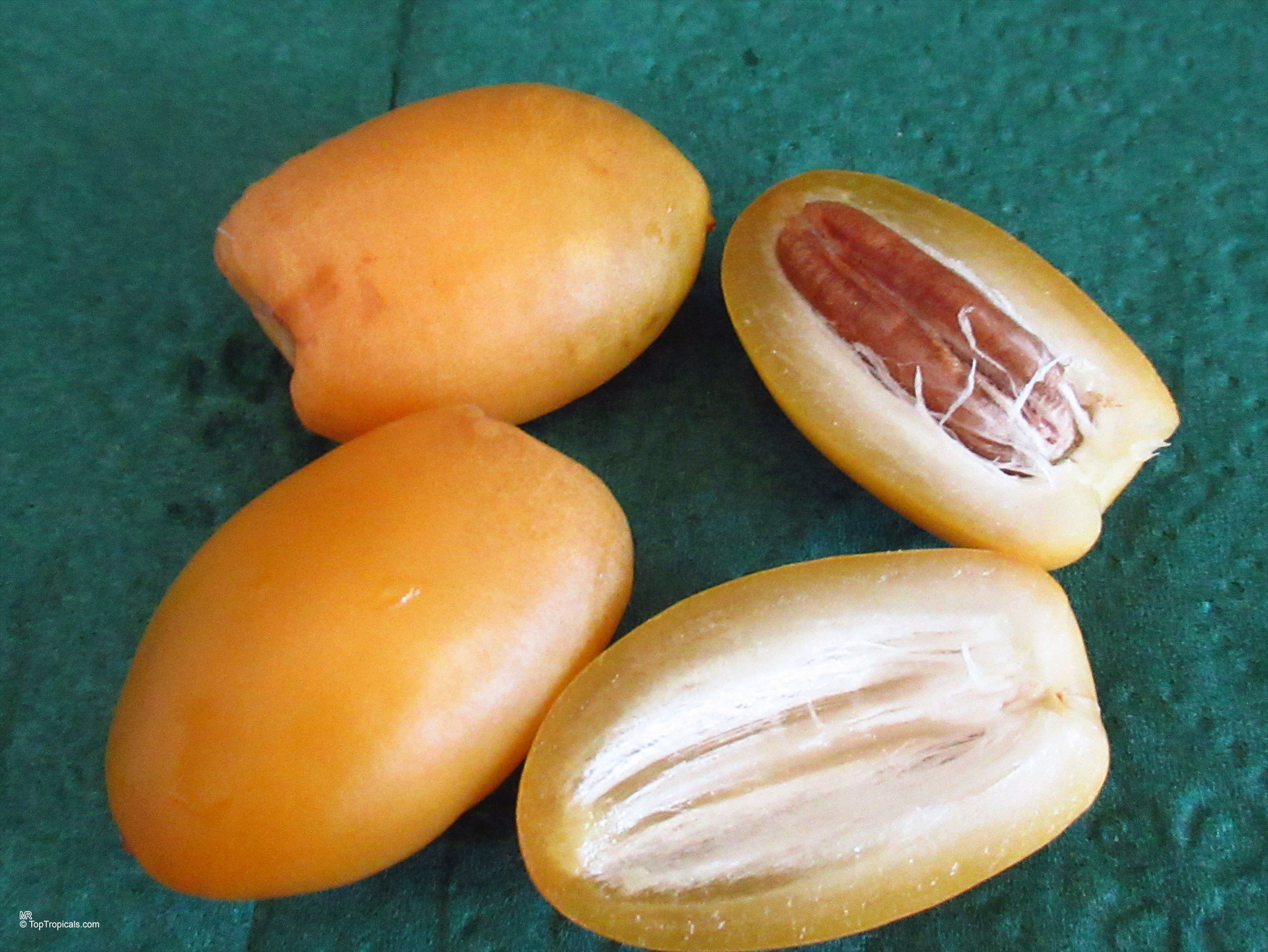 Phoenix dactylifera (Date Palm) yellow oval fruit including sliced halves on a green surface Phoenix dactylifera (Date Palm) yellow fruit close up with sliced sections on dark background