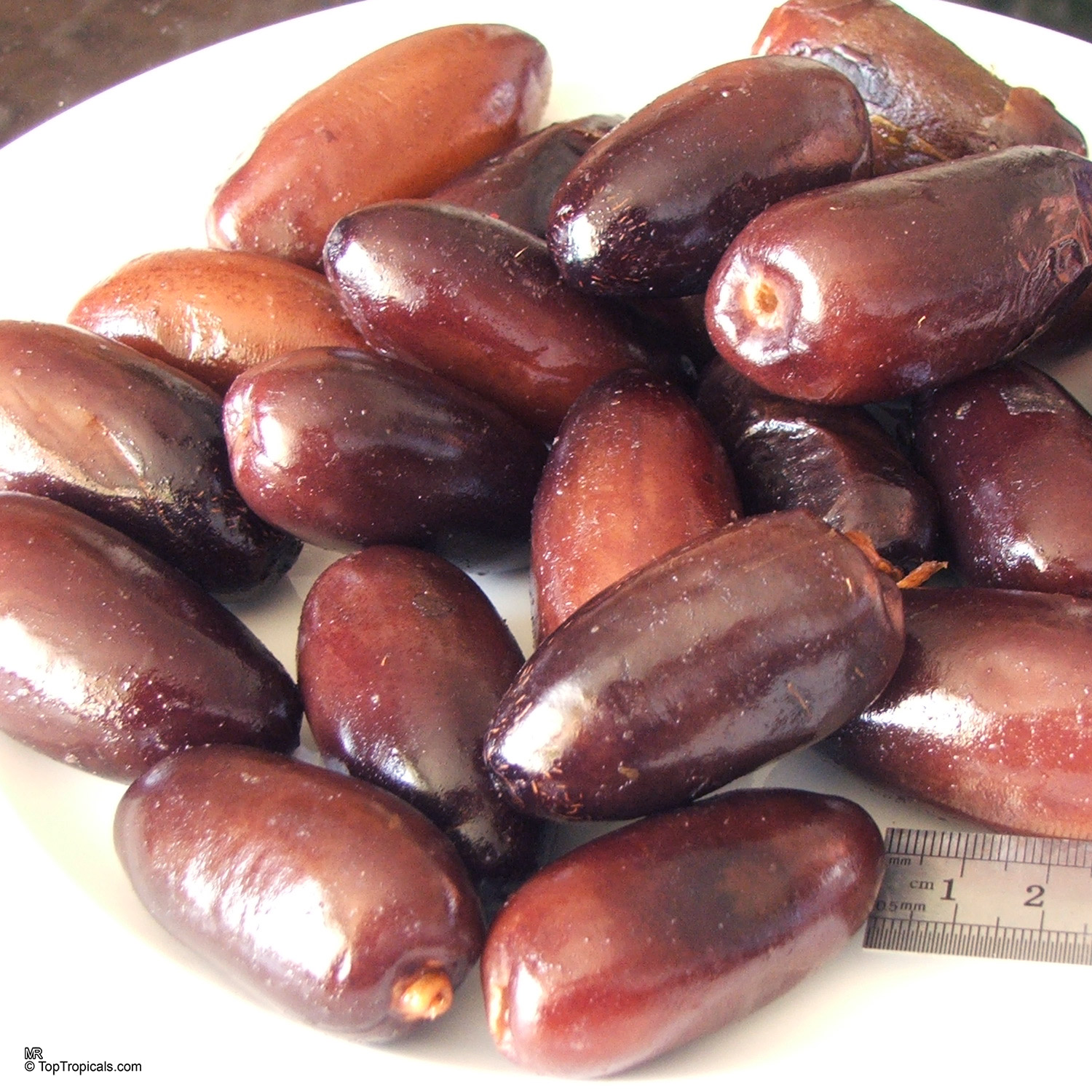 Phoenix dactylifera (Date Palm) purple fruit sitting on a plate near a small ruler. Phoenix dactylifera (Date Palm) purple fruit close up on a plate