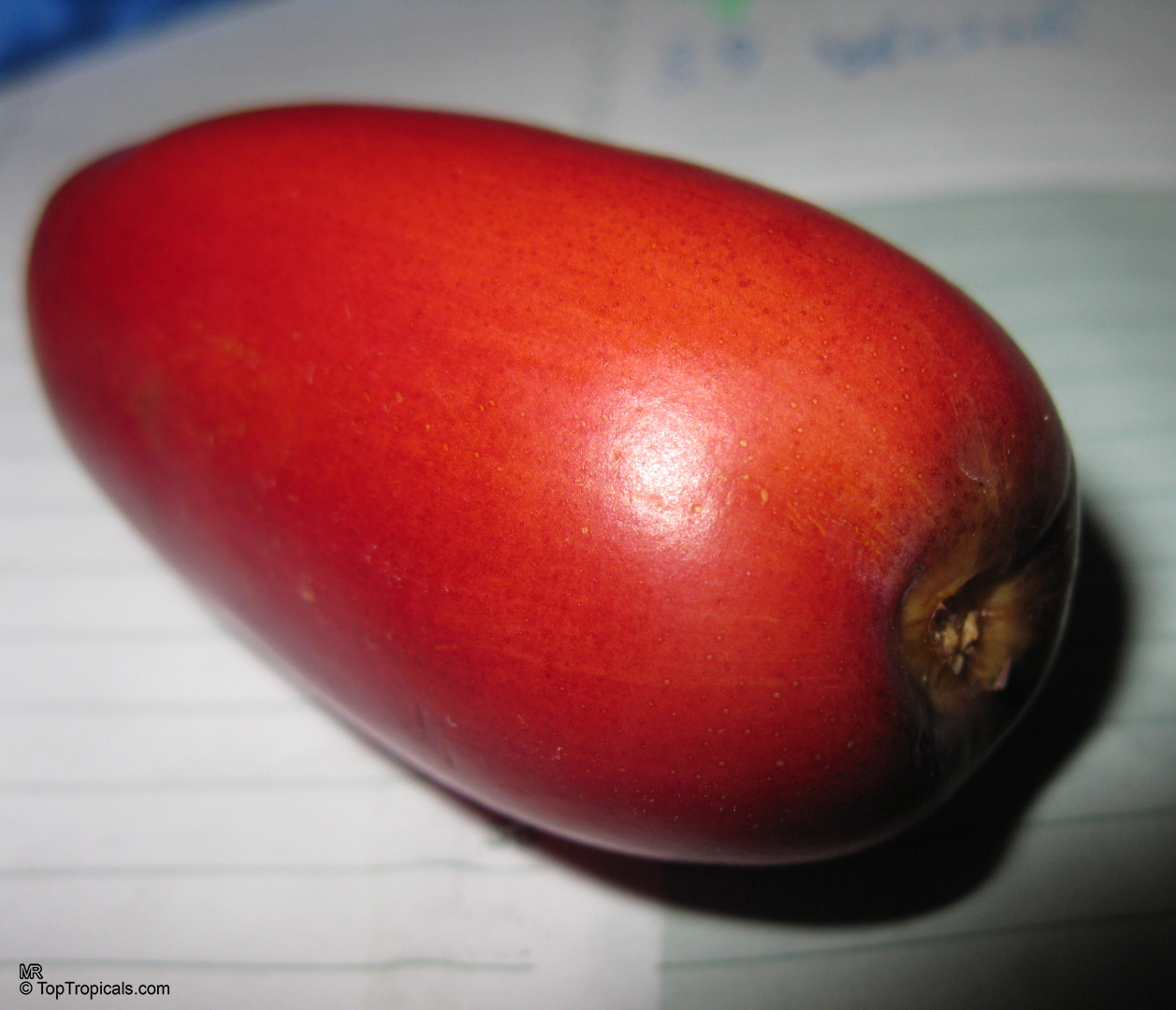 Phoenix dactylifera (Date Palm) fruit has smooth red skin with an oval shape. Phoenix dactylifera (Date Palm) red fruit close up resting on paper background.