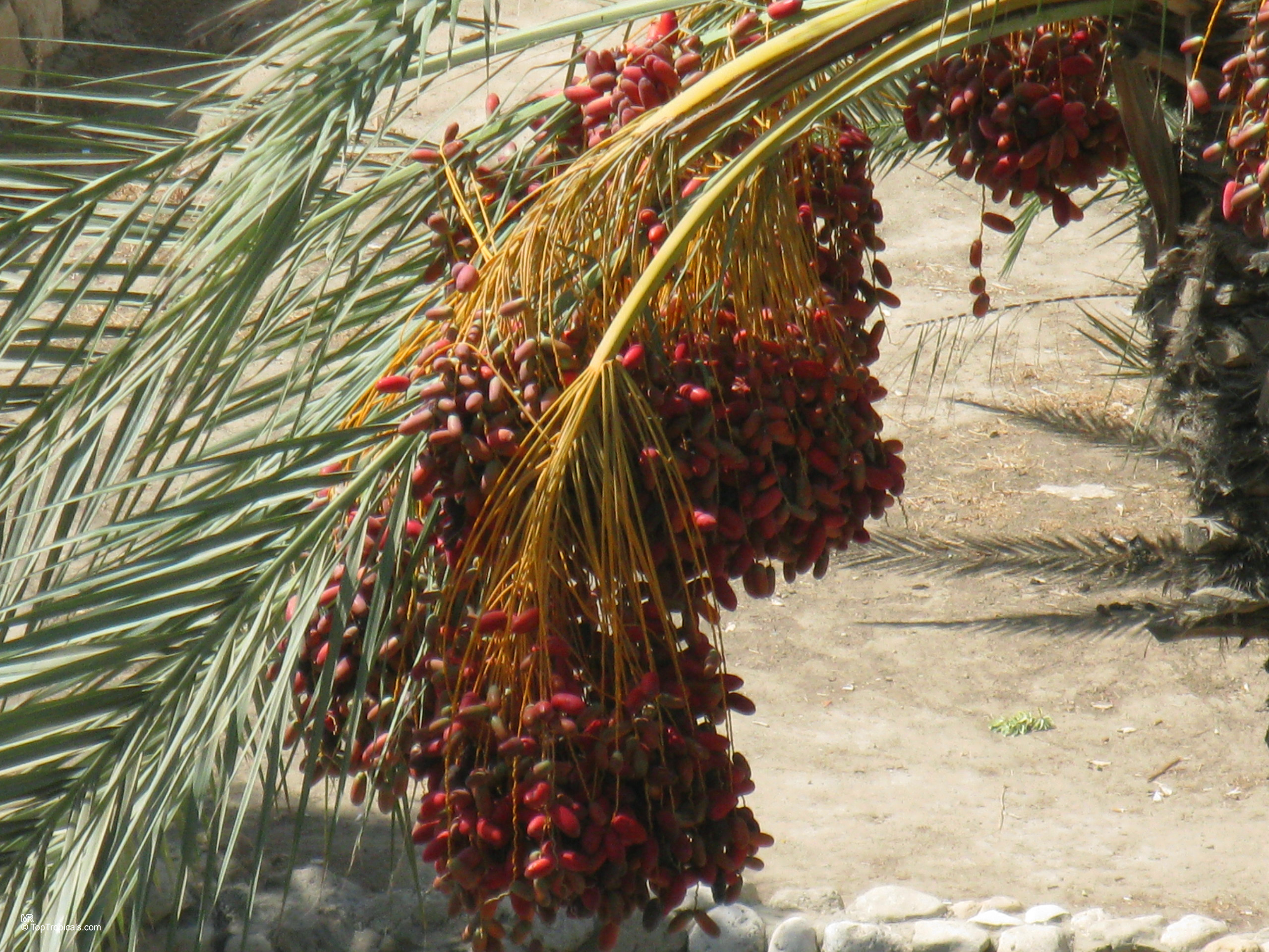 Phoenix dactylifera (Date Palm) heavy clusters of red fruit hanging from thin yellow stems. Phoenix dactylifera (Date Palm) has heavy clusters of red fruit hanging from green palm branches.