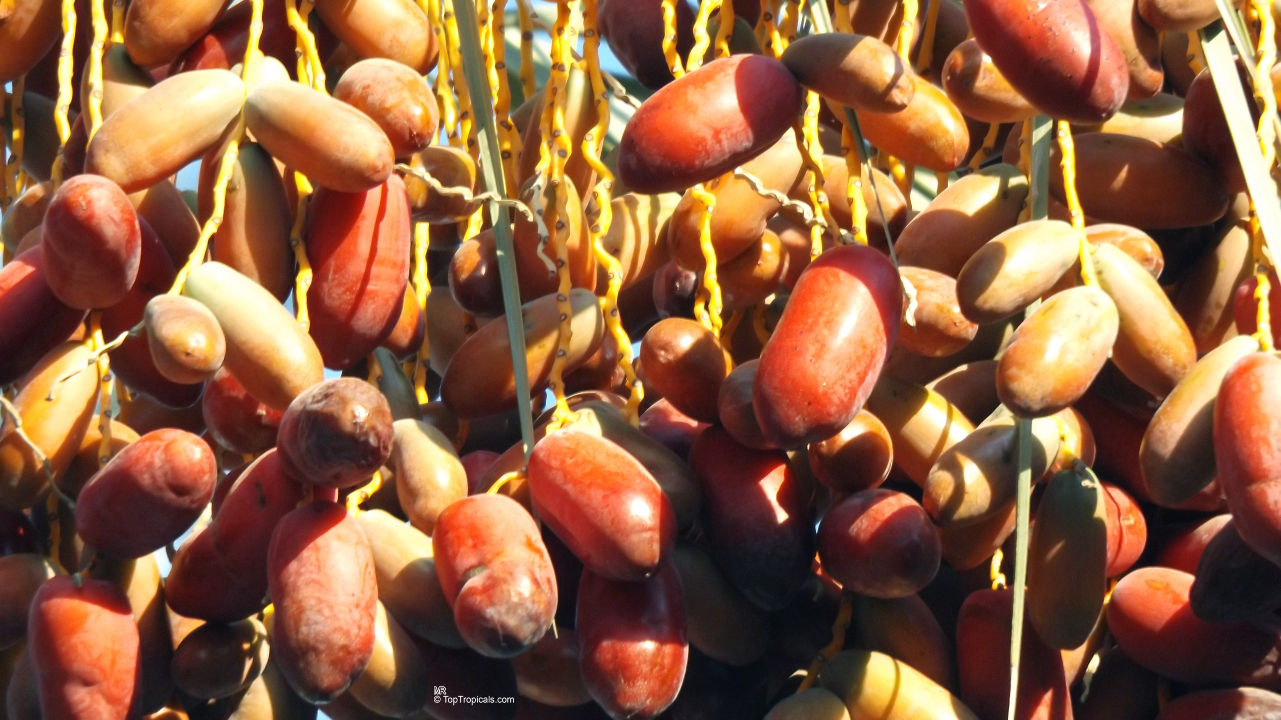 Phoenix dactylifera (Date Palm) with many ripening red brown fruit hanging down. Phoenix dactylifera (Date Palm) hanging red brown fruit close up.