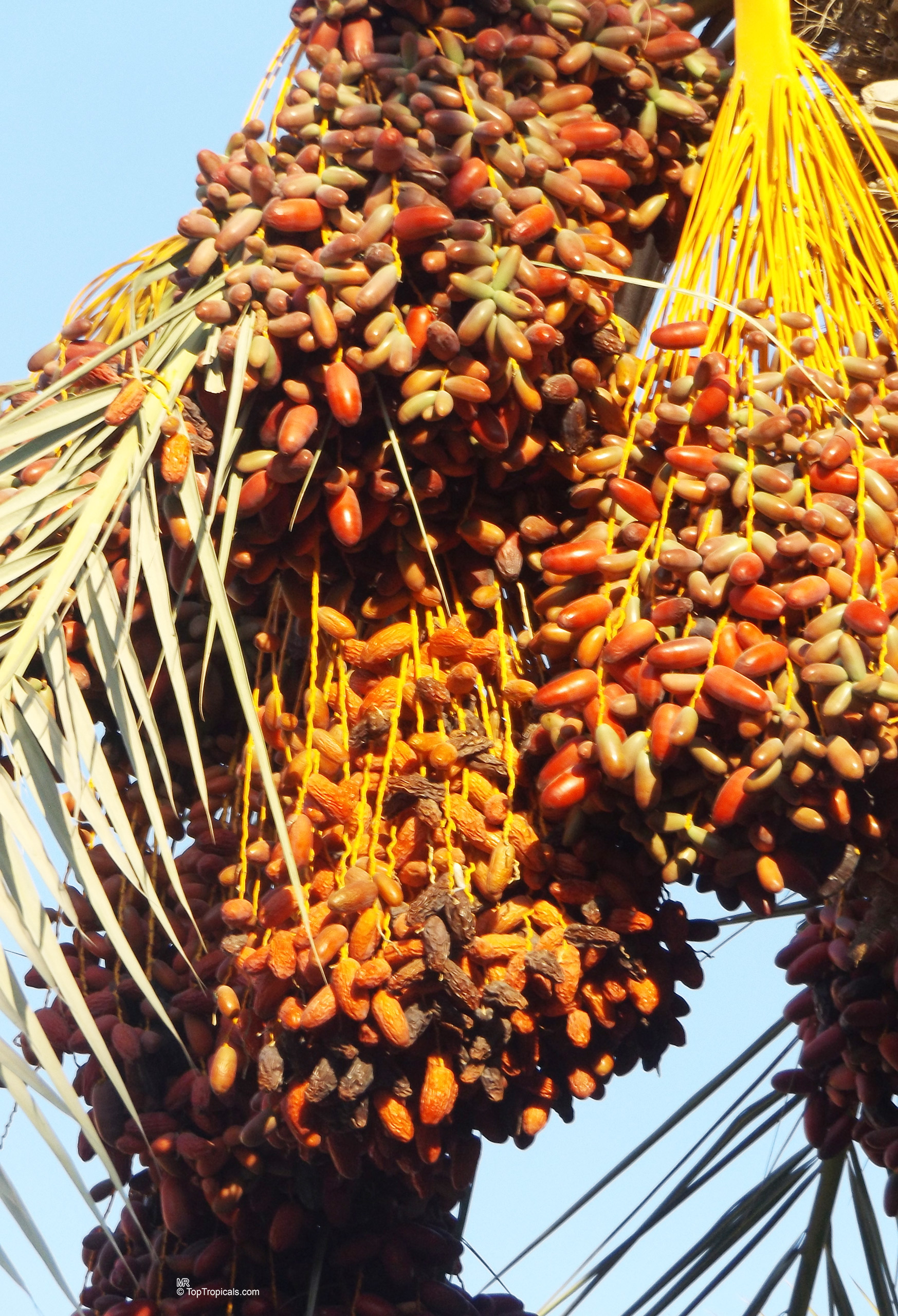 Phoenix dactylifera (Date Palm) with clusters of orange fruit hanging from thick yellow stems Phoenix dactylifera (Date Palm) with heavy orange fruit clusters hanging on yellow stems close up