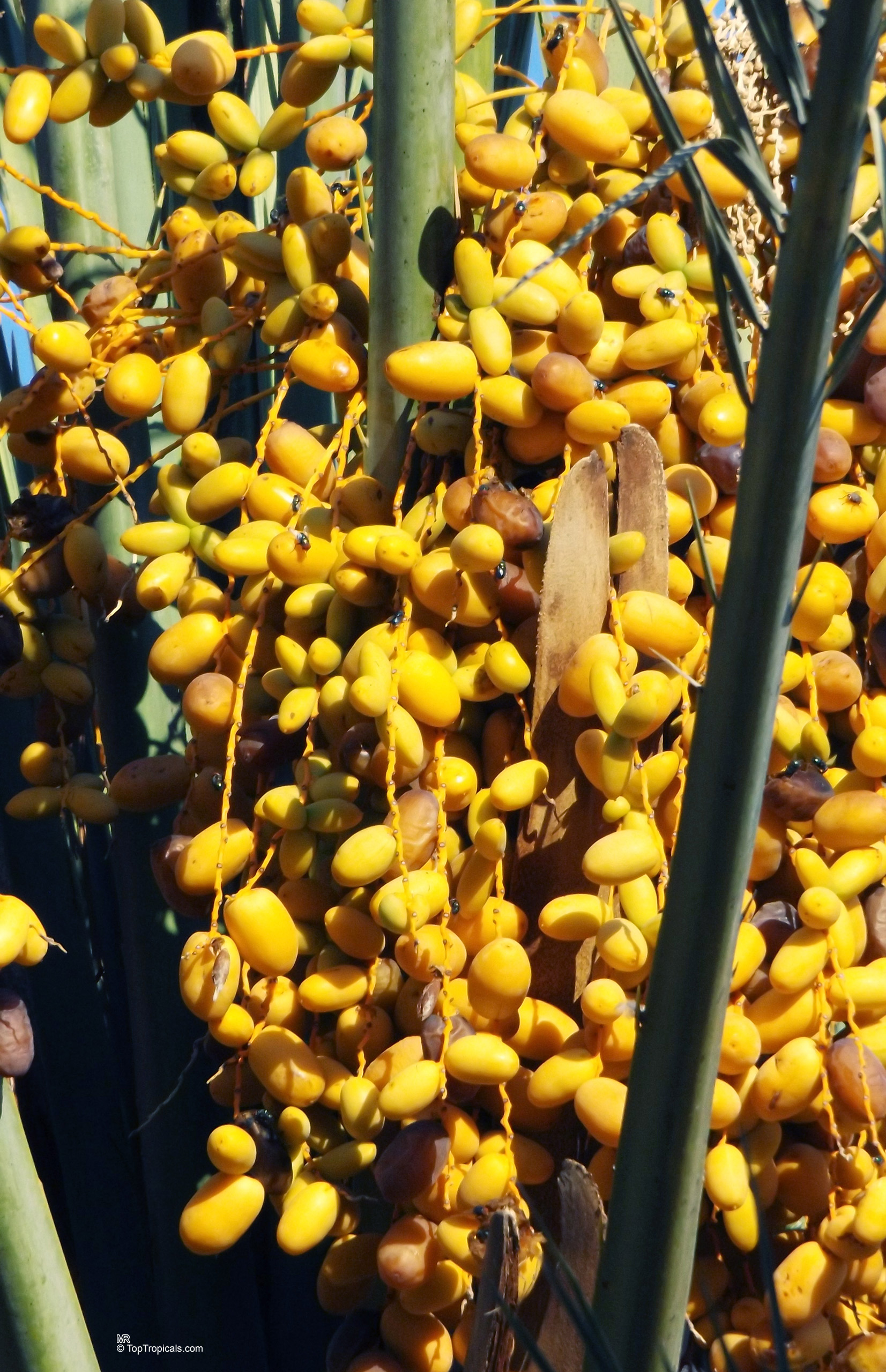Phoenix dactylifera (Date Palm) yellow fruit clusters hanging heavy from stems during ripening Phoenix dactylifera (Date Palm) yellow fruit close up hanging from sturdy branches in sunlight