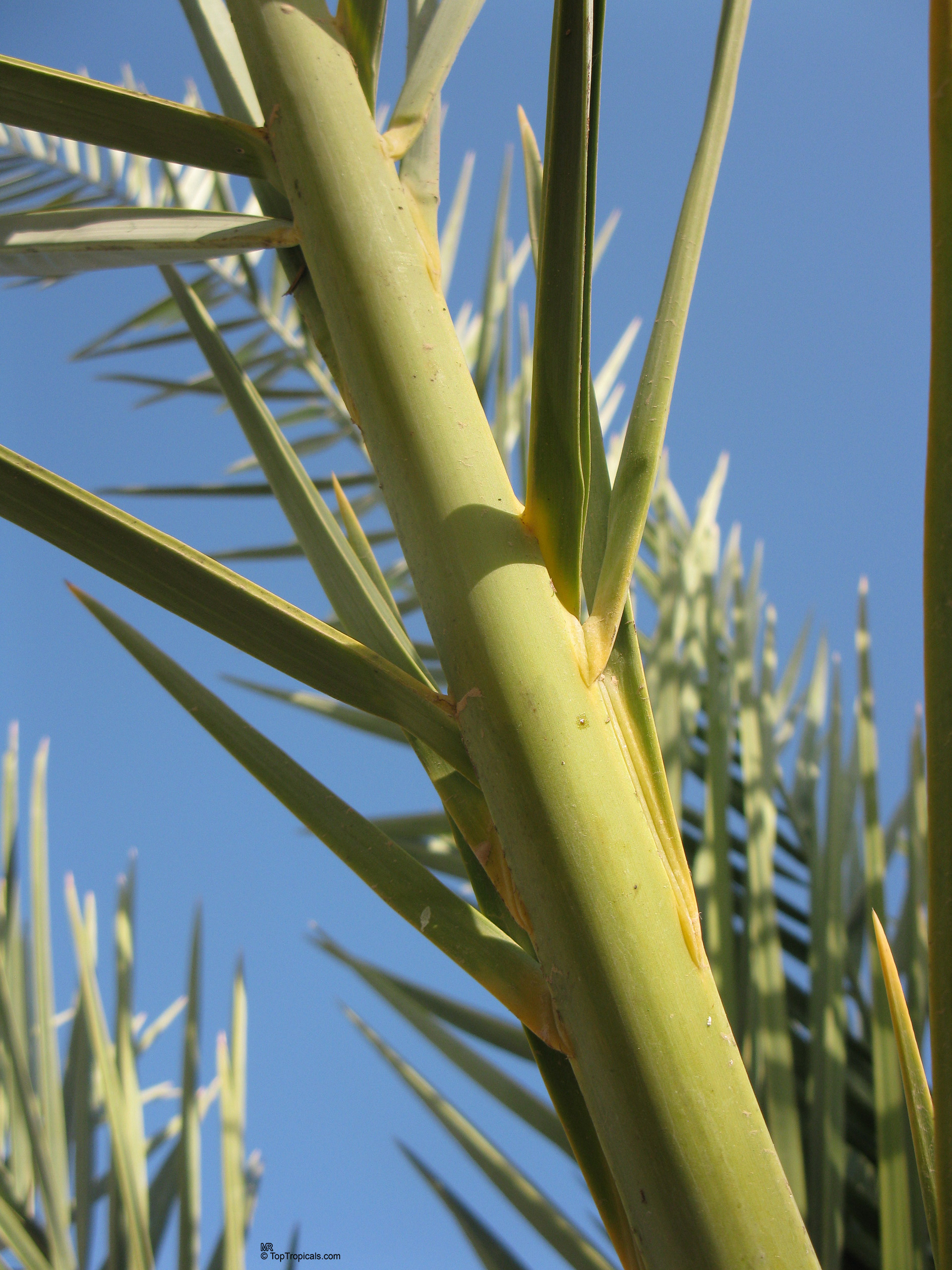 Phoenix dactylifera (Date Palm) long green fronds attach to a thick central trunk. Phoenix dactylifera (Date Palm) green leaves extending from a sturdy central trunk