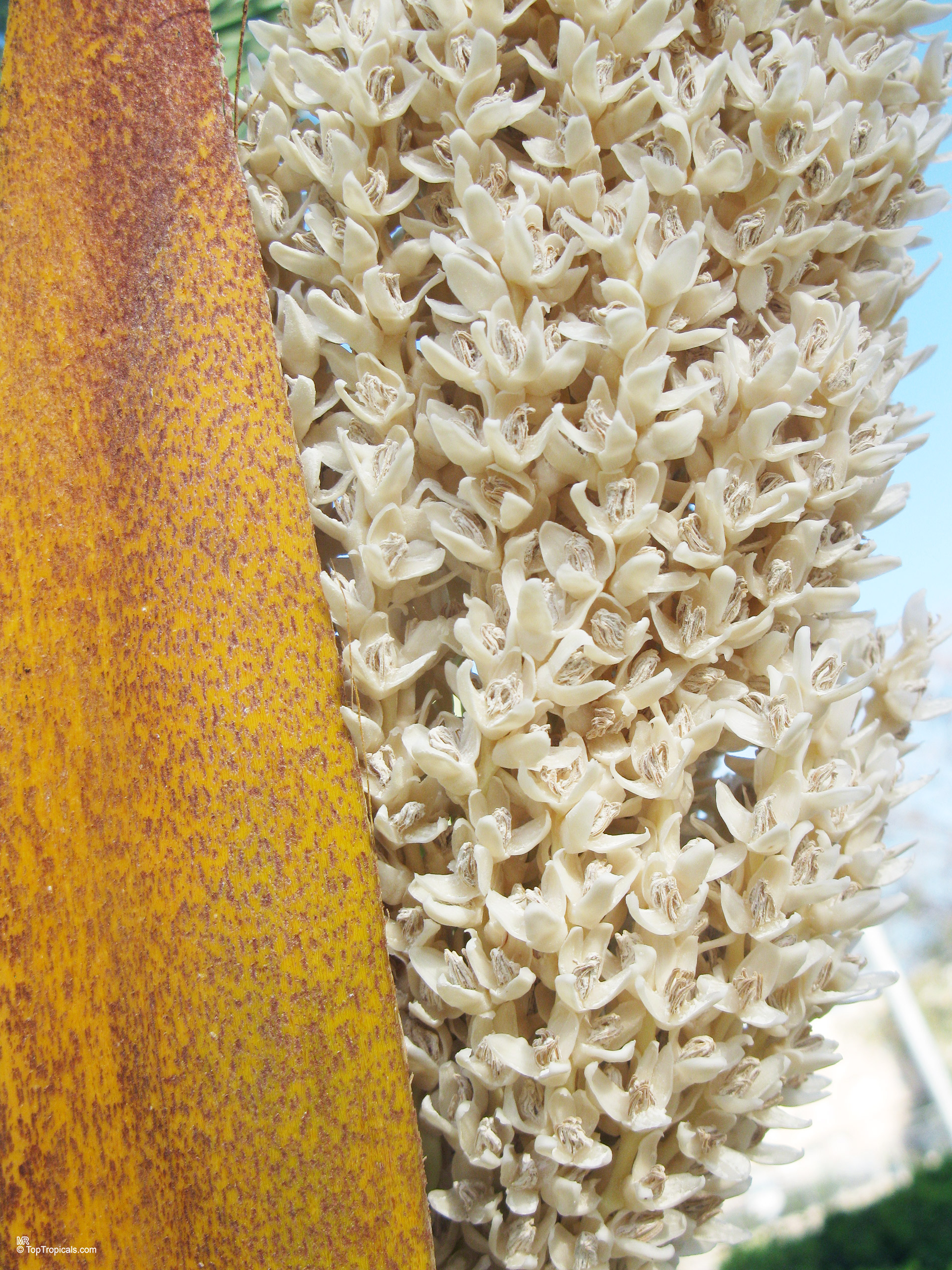 Male flowers of Date Palm Phoenix dactylifera (Date Palm) yellow bark and many small white flowers close up