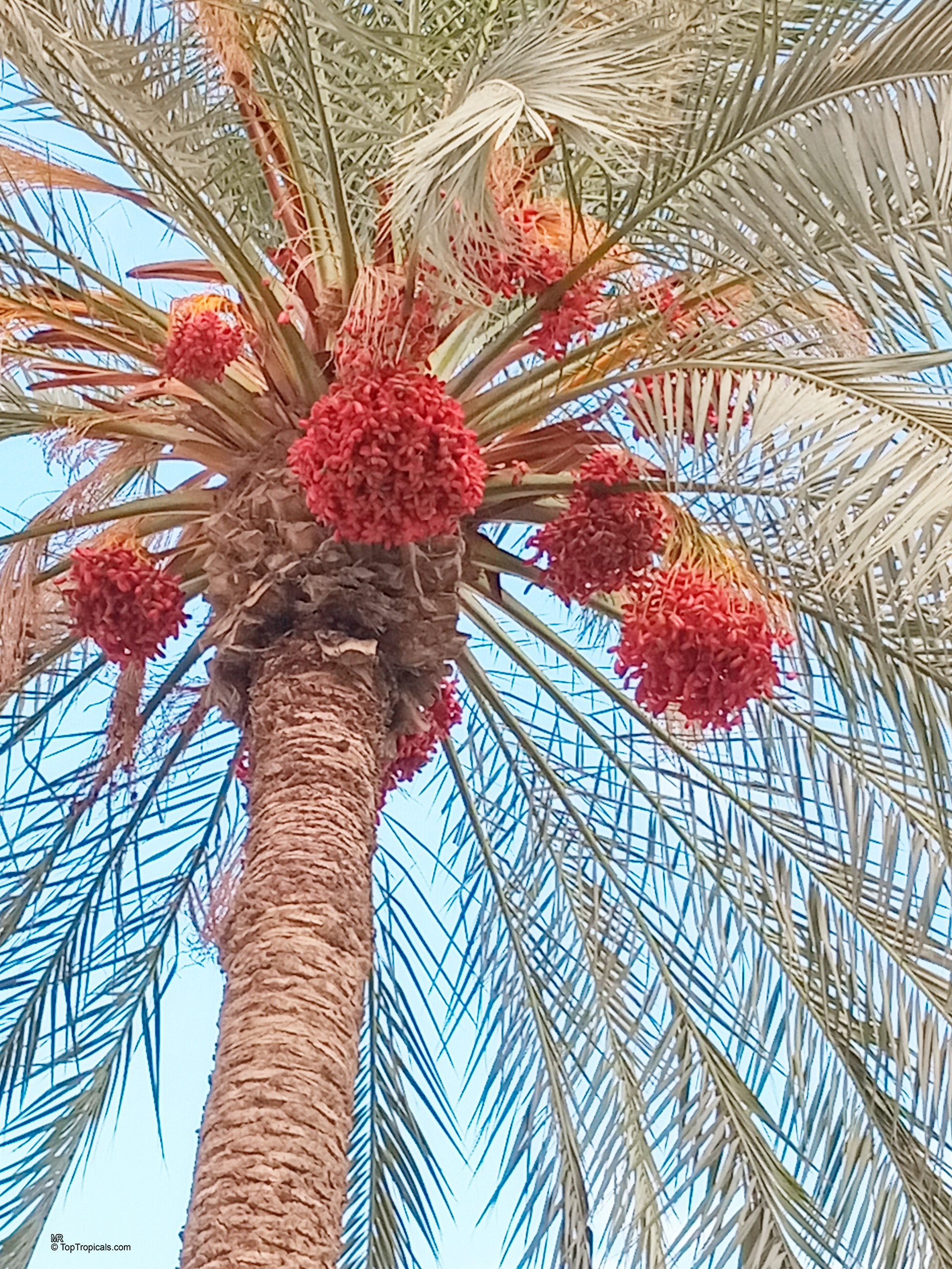 Phoenix dactylifera (Date Palm) tree with hanging clusters of round red fruit under large fronds Phoenix dactylifera (Date Palm) with clusters of vibrant red fruit on a tall tree