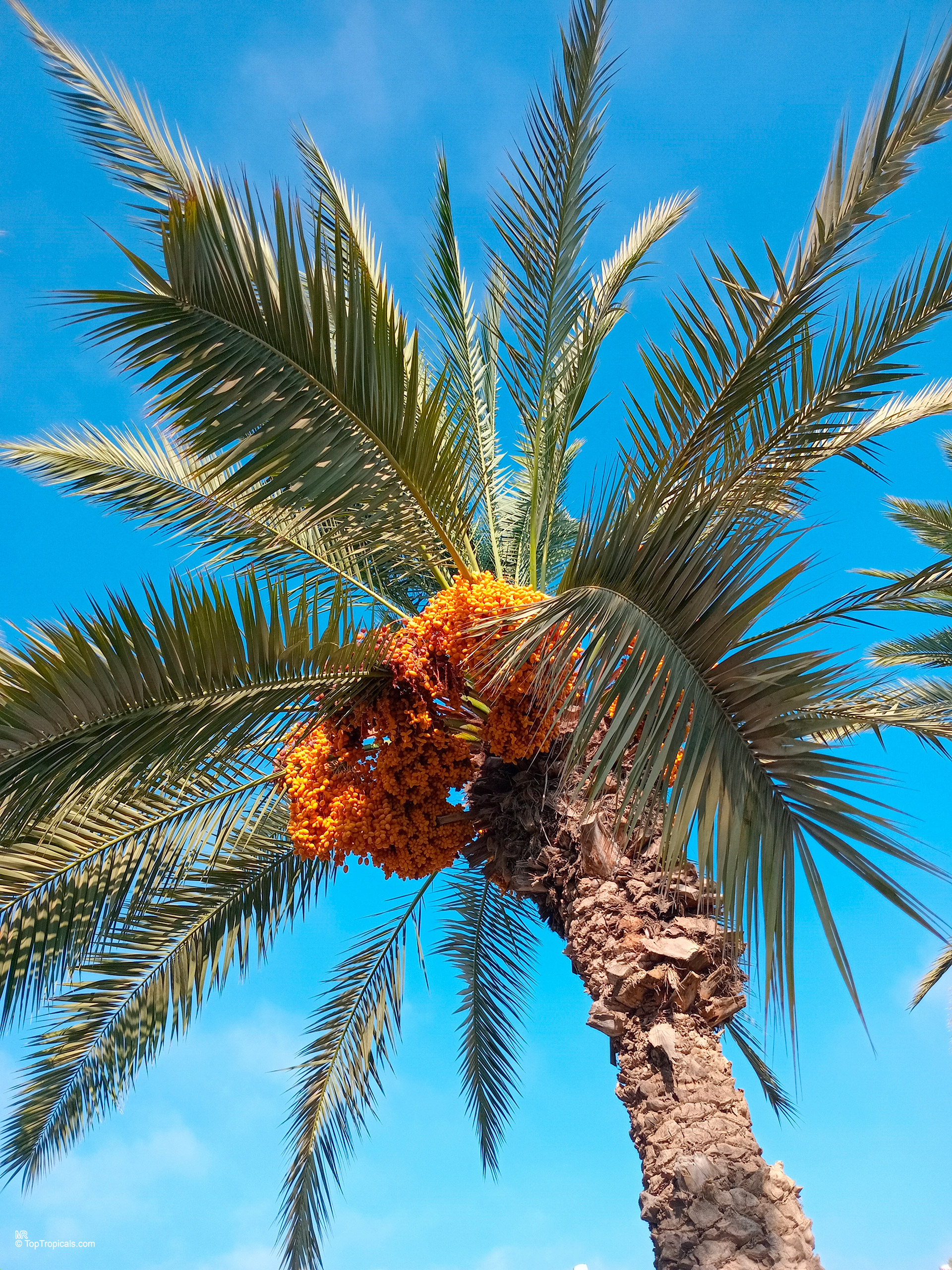 Phoenix dactylifera (Date Palm) with heavy clusters of orange fruit hanging near green fronds. Phoenix dactylifera (Date Palm) with orange fruit and green leaves under a blue sky.