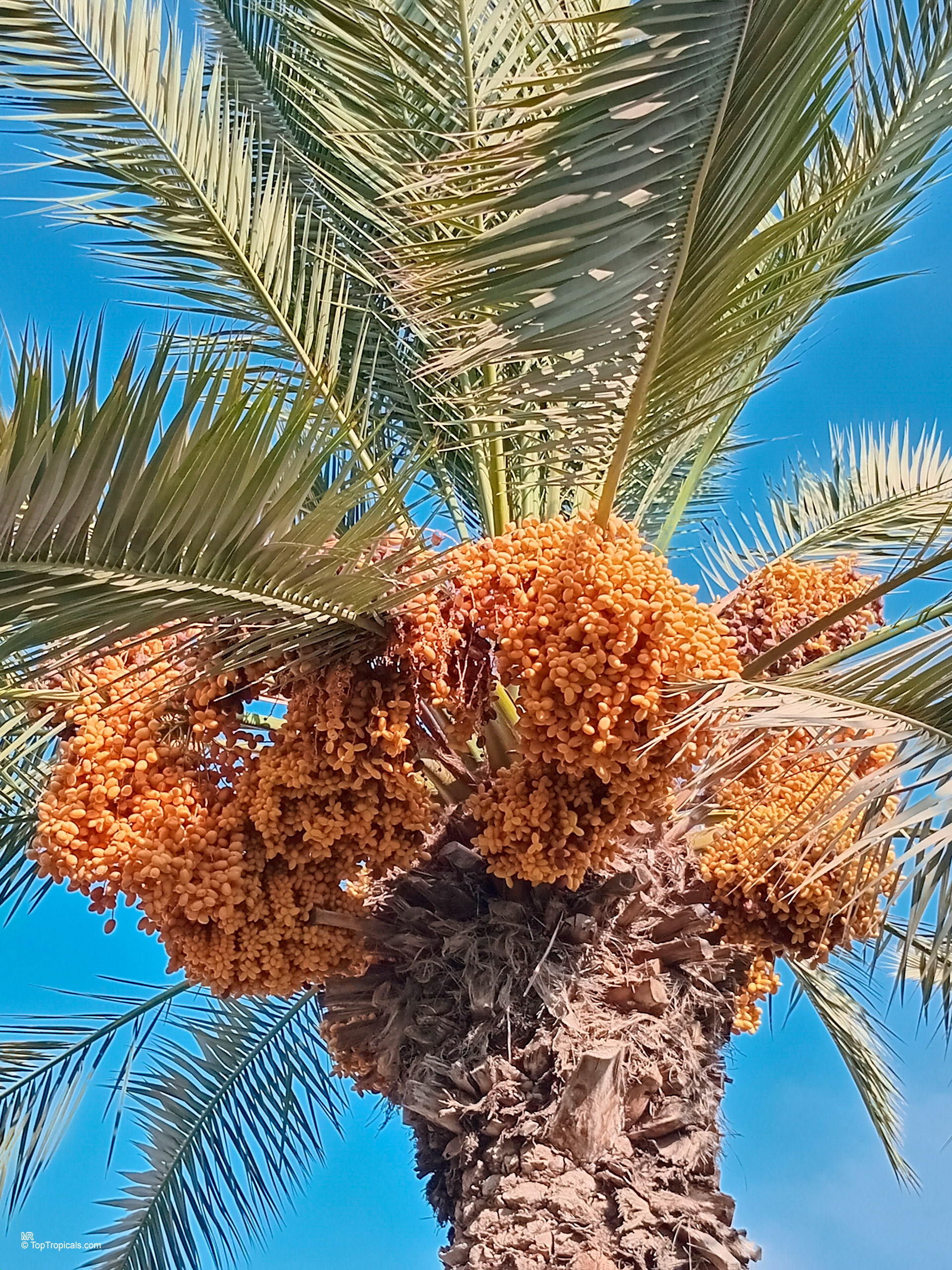 Phoenix dactylifera (Date Palm) laden with heavy clusters of orange fruit among green fronds Phoenix dactylifera (Date Palm) with orange fruit clusters hanging among long thin green leaves