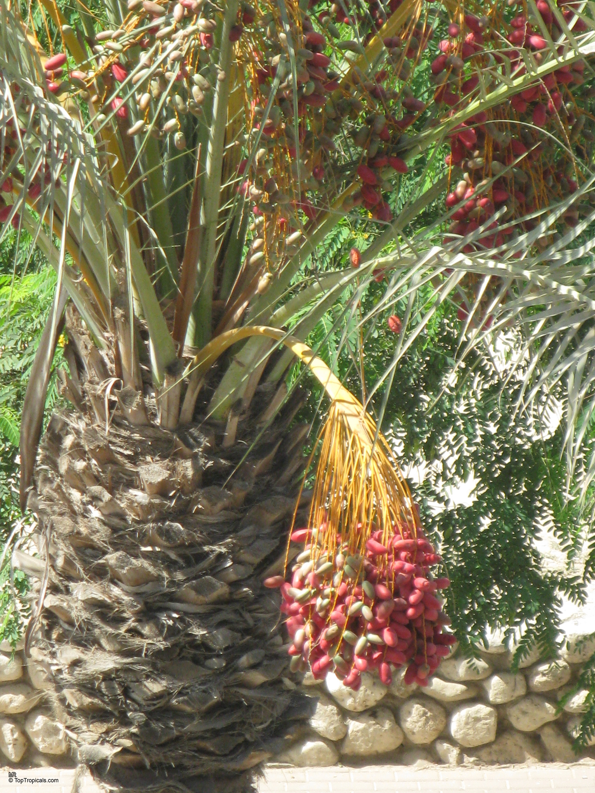 Phoenix dactylifera (Date Palm) has heavy clusters of ripening red fruit hanging from the trunk. Phoenix dactylifera (Date Palm) with red fruit hanging from a textured brown tree trunk.
