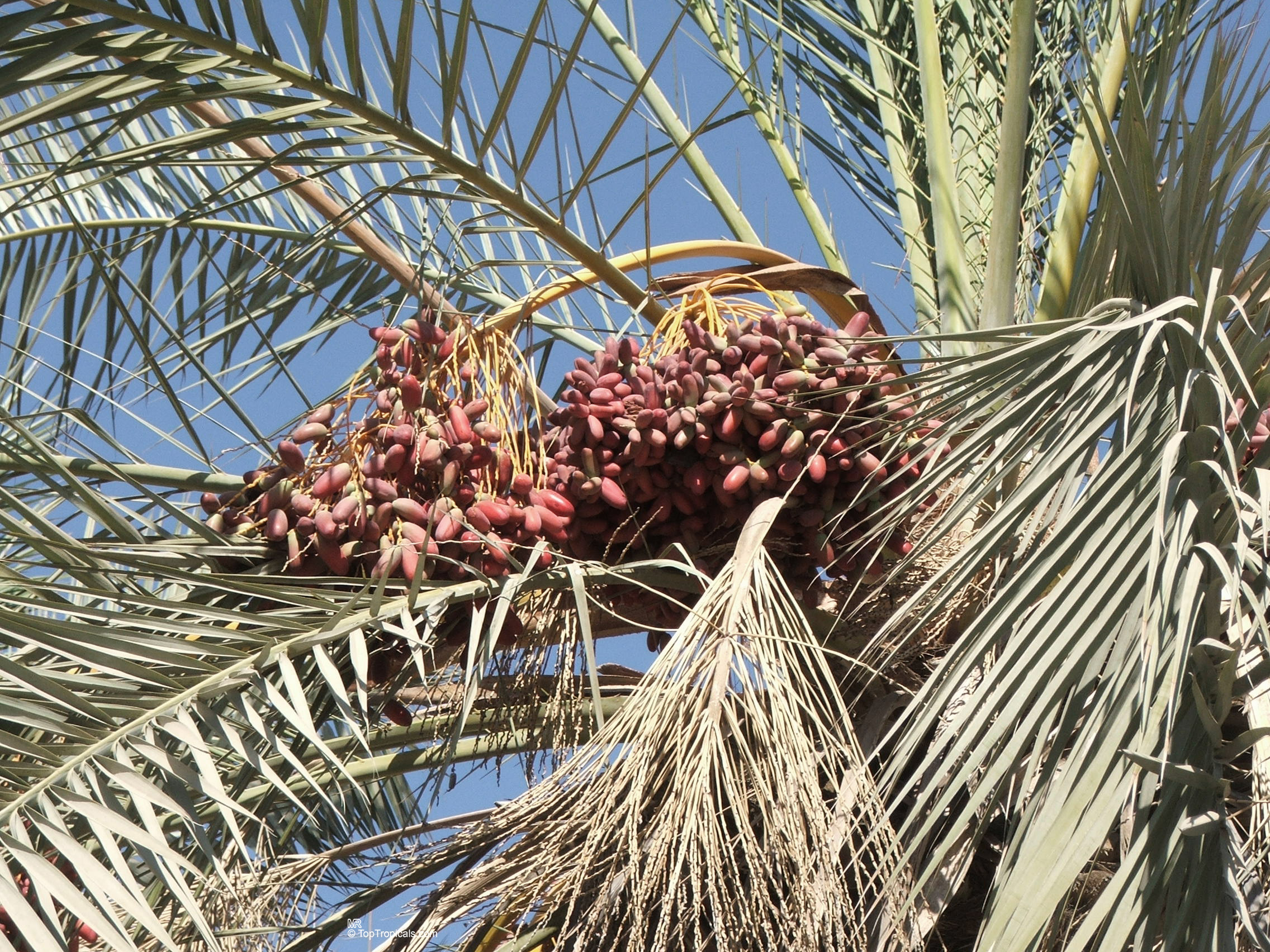 Phoenix dactylifera (Date Palm) laden with heavy clusters of reddish fruit among sharp green leaves. Phoenix dactylifera (Date Palm) with many reddish oval fruit hanging on a tree branch.