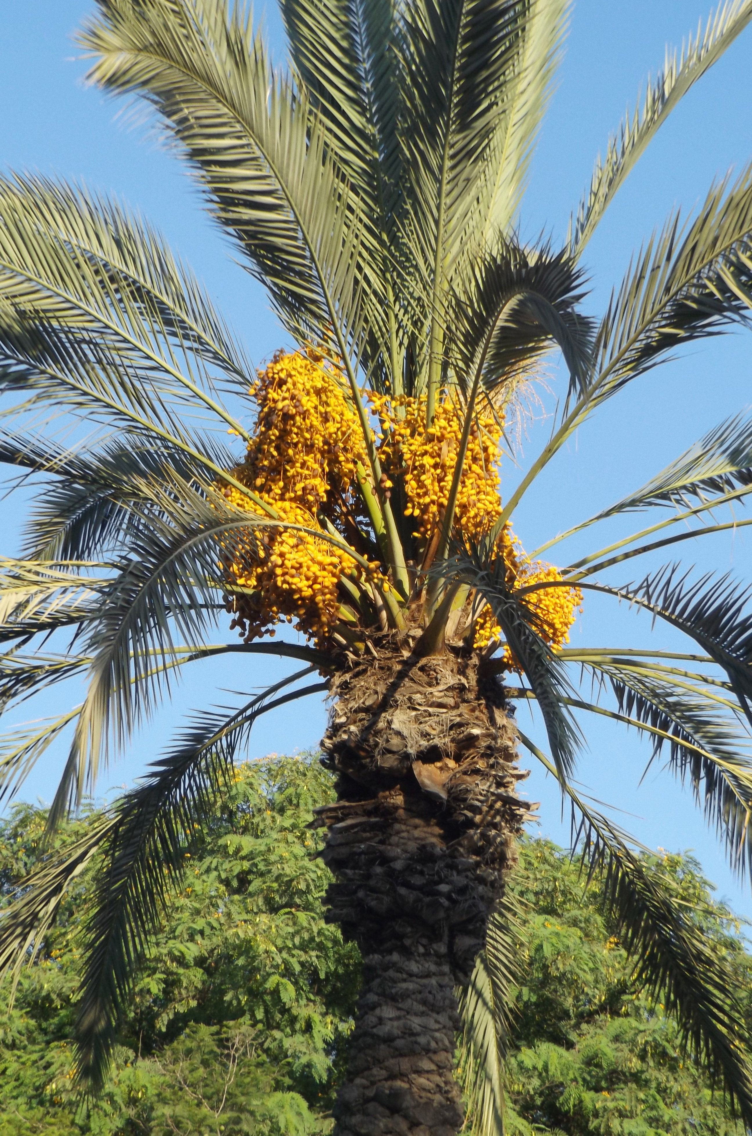 Phoenix dactylifera (Date Palm) with large heavy clusters of yellow fruit hanging under green fronds Phoenix dactylifera (Date Palm) tree with yellow fruit clusters and long green frond leaves