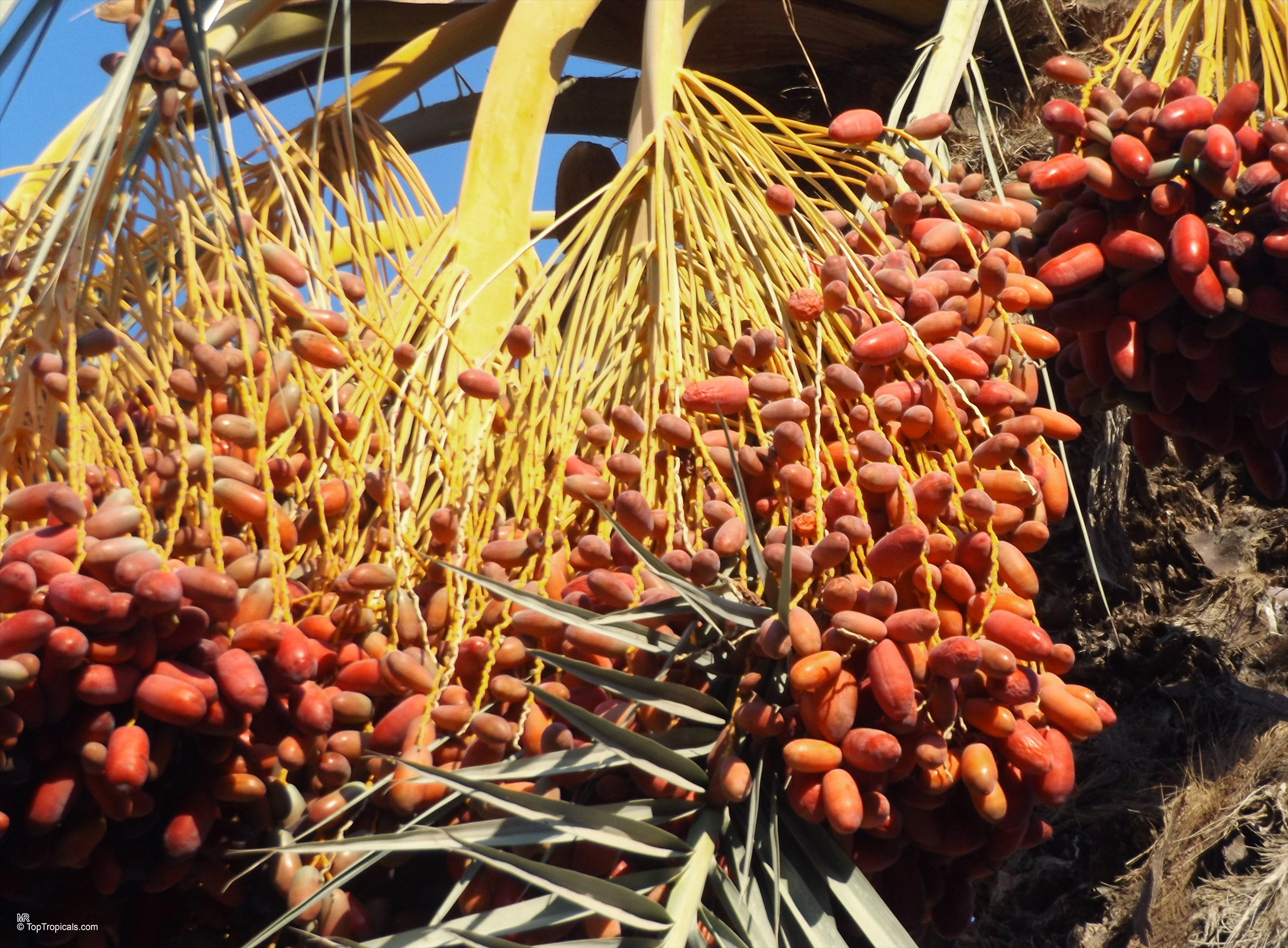 Phoenix dactylifera (Date Palm) orange fruit hang from long yellow stems in large heavy clusters. Phoenix dactylifera (Date Palm) orange fruit clusters hanging from yellow stems close up