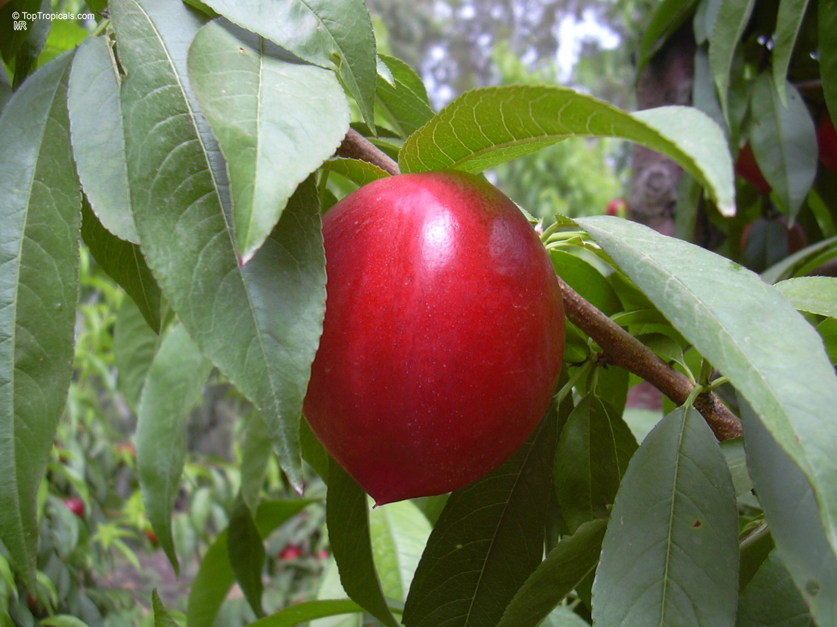 Prunus persica (Nectarine) with smooth red skin hanging among narrow green leaves on a branch. Prunus persica (Nectarine) with smooth red fruit hanging from a branch in close up.