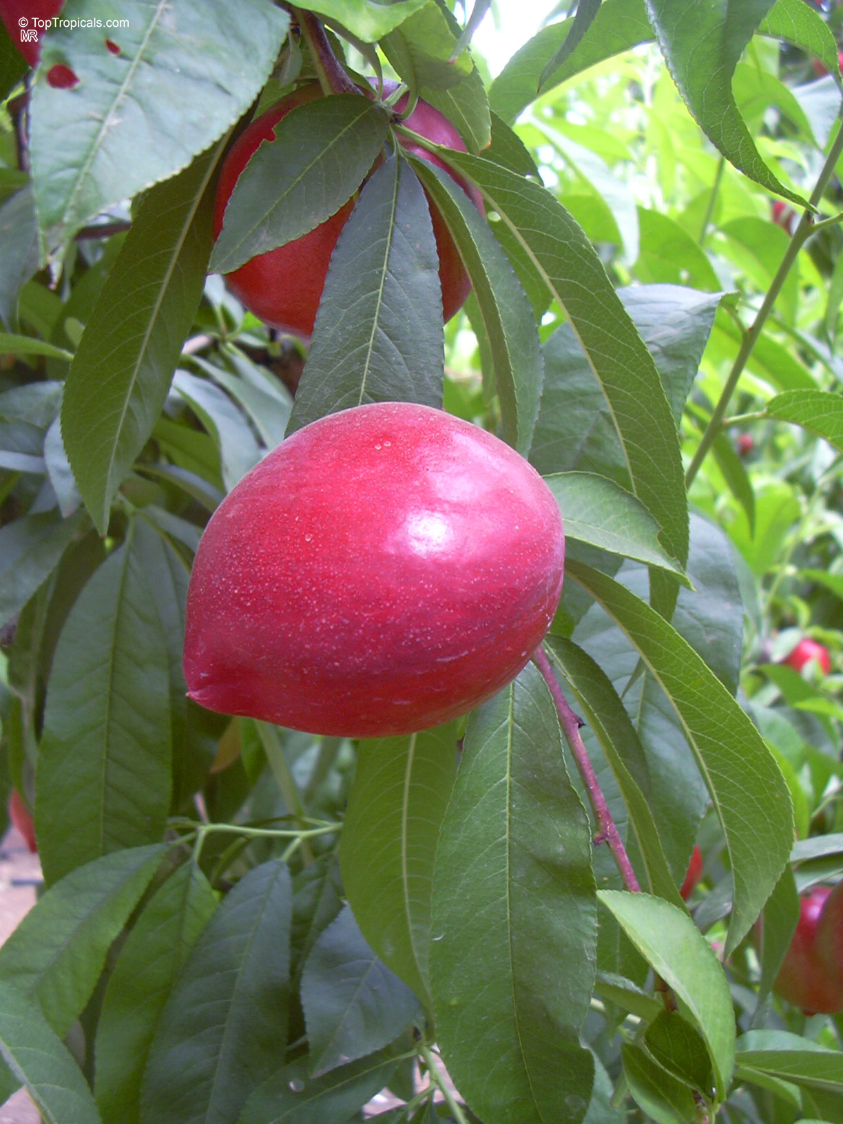 Prunus persica (Nectarine) with smooth red skin hanging among narrow green leaves on the branch. Prunus persica (Nectarine) red fruit hanging on a tree branch with green leaves close up