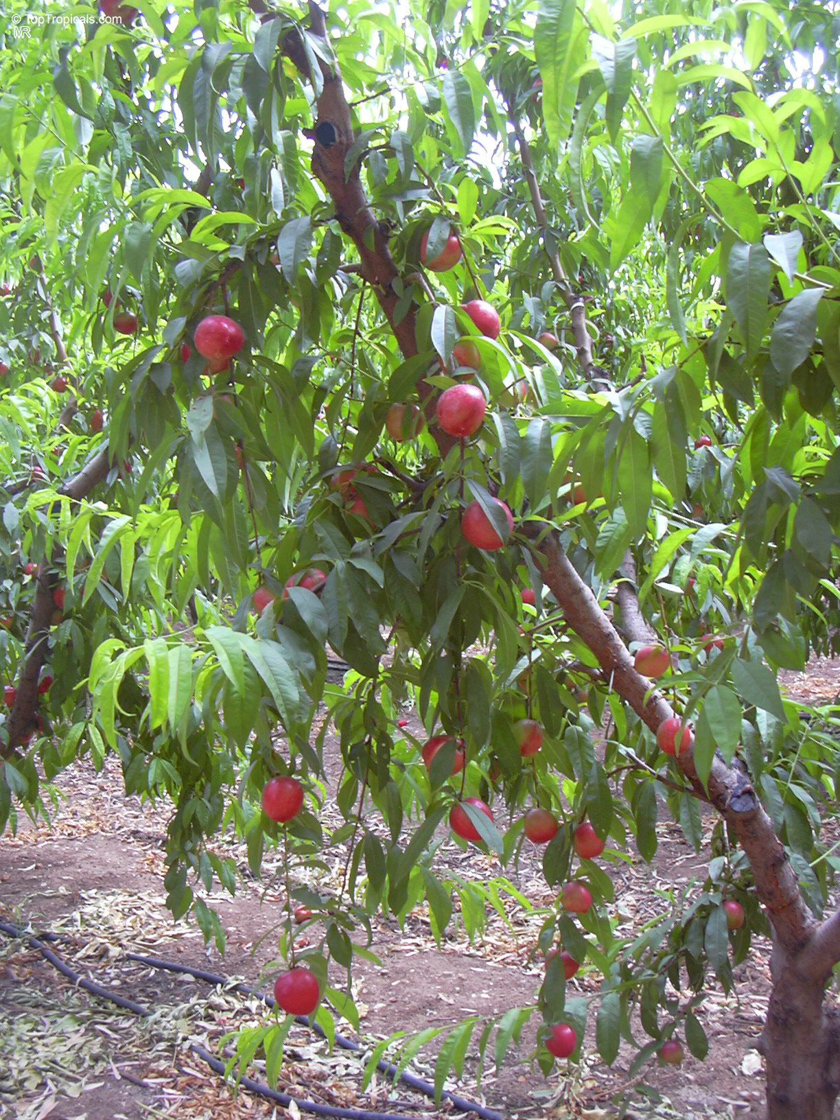 Prunus persica (Nectarine) tree loaded with numerous round red fruit ripening among long green foliage Prunus persica (Nectarine) tree with round red fruit hanging among narrow green leaves on branches