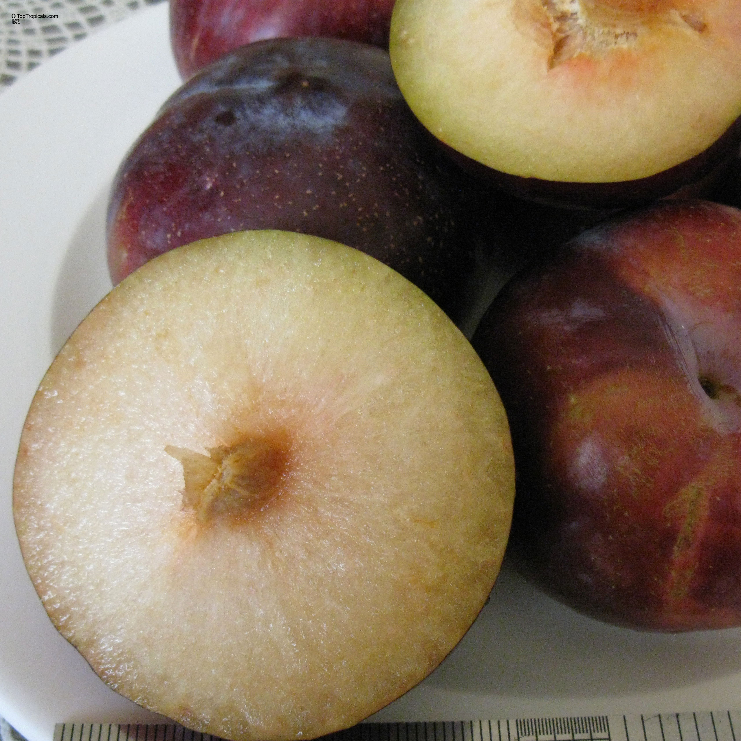 Prunus salicina (Japanese Plum) dark purple skin with juicy light yellow flesh on a plate. Prunus salicina (Japanese Plum) dark purple red fruit on a plate, close up.