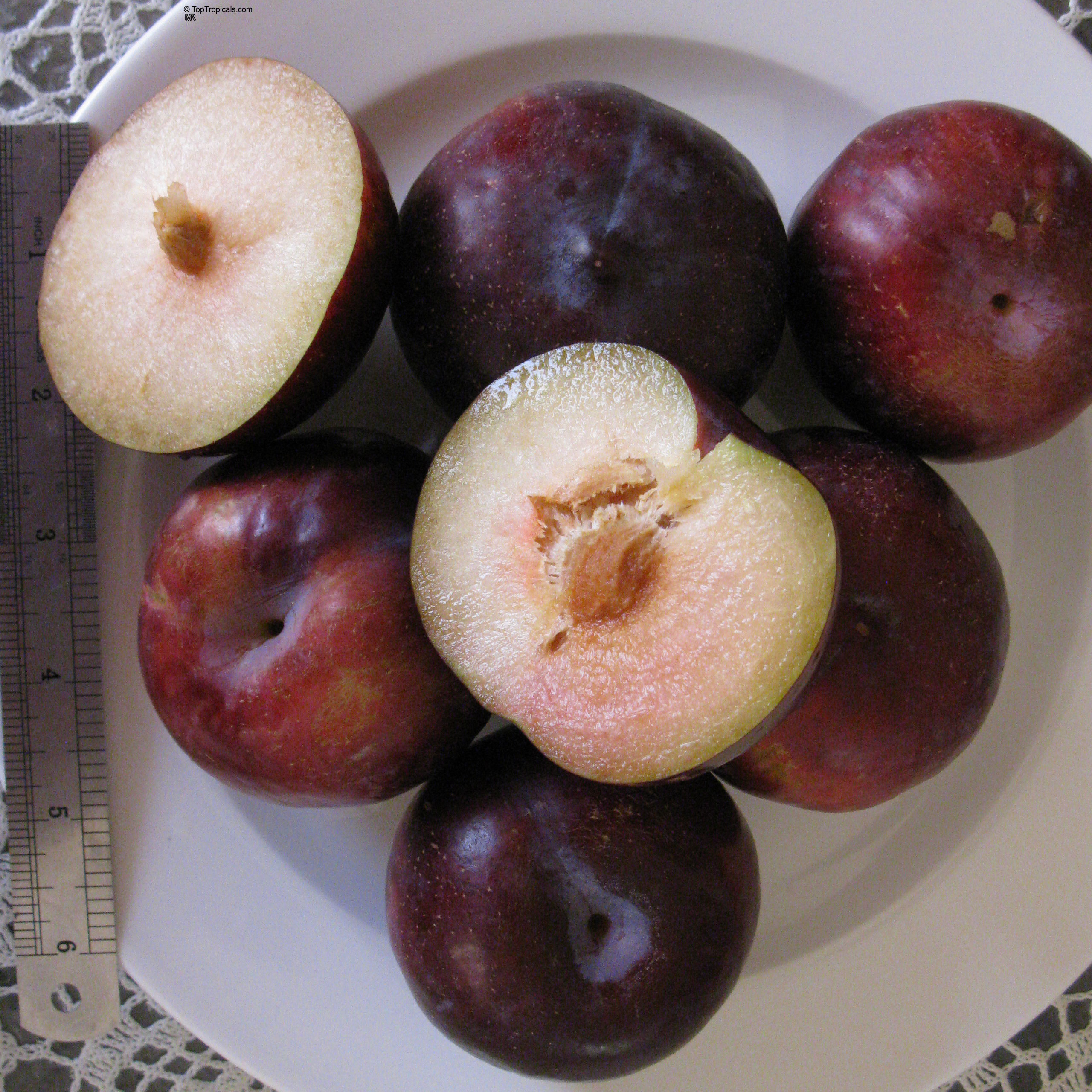Prunus salicina (Japanese Plum) dark purple fruit on a plate beside a metal ruler Prunus salicina (Japanese Plum) dark purple fruit on a plate close up with ruler