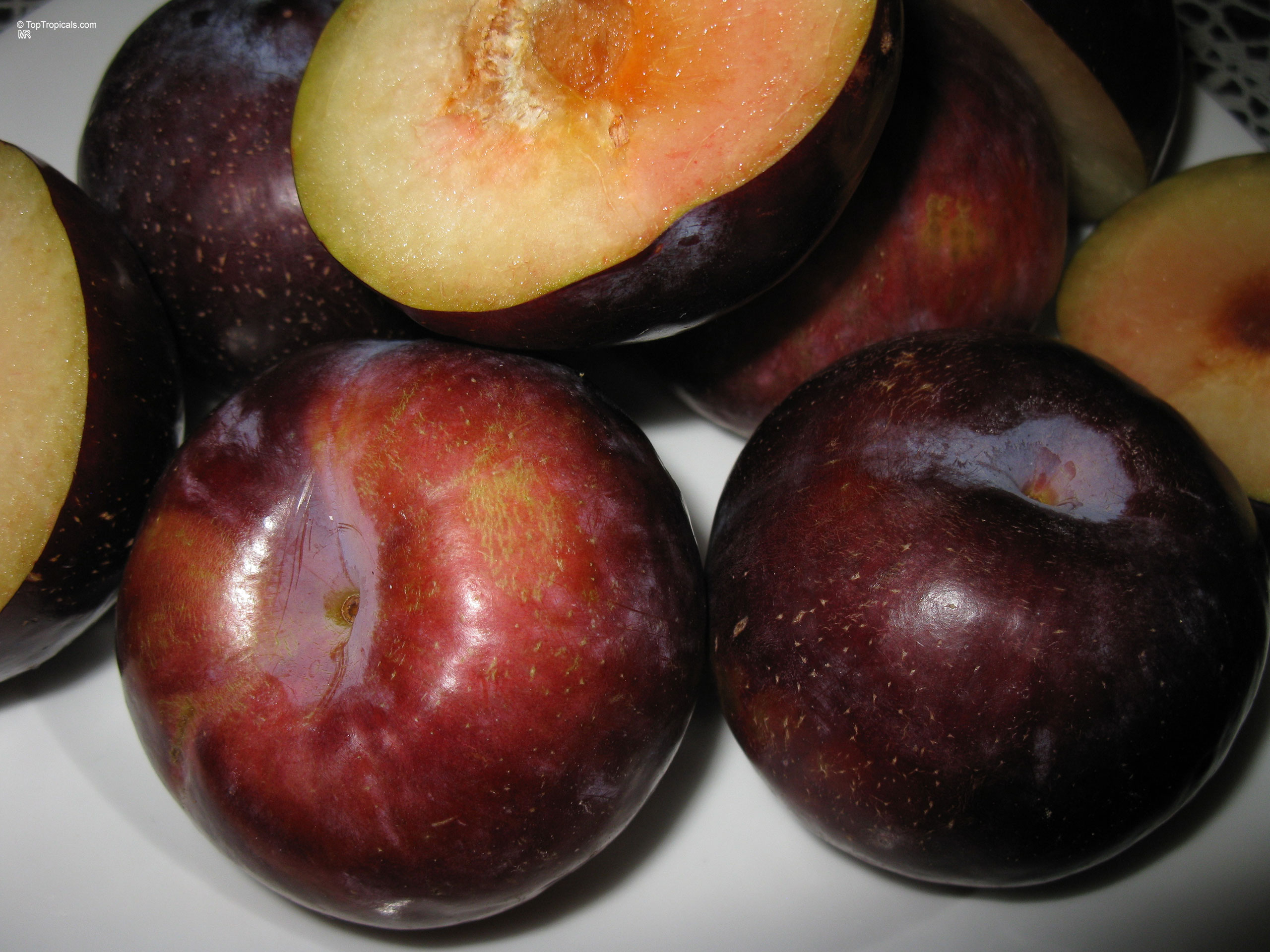 Prunus salicina (Japanese Plum) purple fruit, sliced open to reveal orange flesh on a plate. Prunus salicina (Japanese Plum) purple fruit close up, circular skin with orange flesh inside.