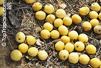 Sclerocarya birrea, Marula

Click to see full-size image