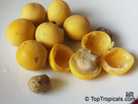 Sclerocarya birrea, Marula