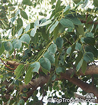 Sclerocarya birrea, Marula