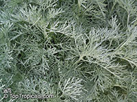 Artemisia arborescens, Tree Wormwood

Click to see full-size image