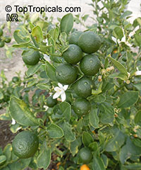 Citrofortunella sp., Calamondin

Click to see full-size image