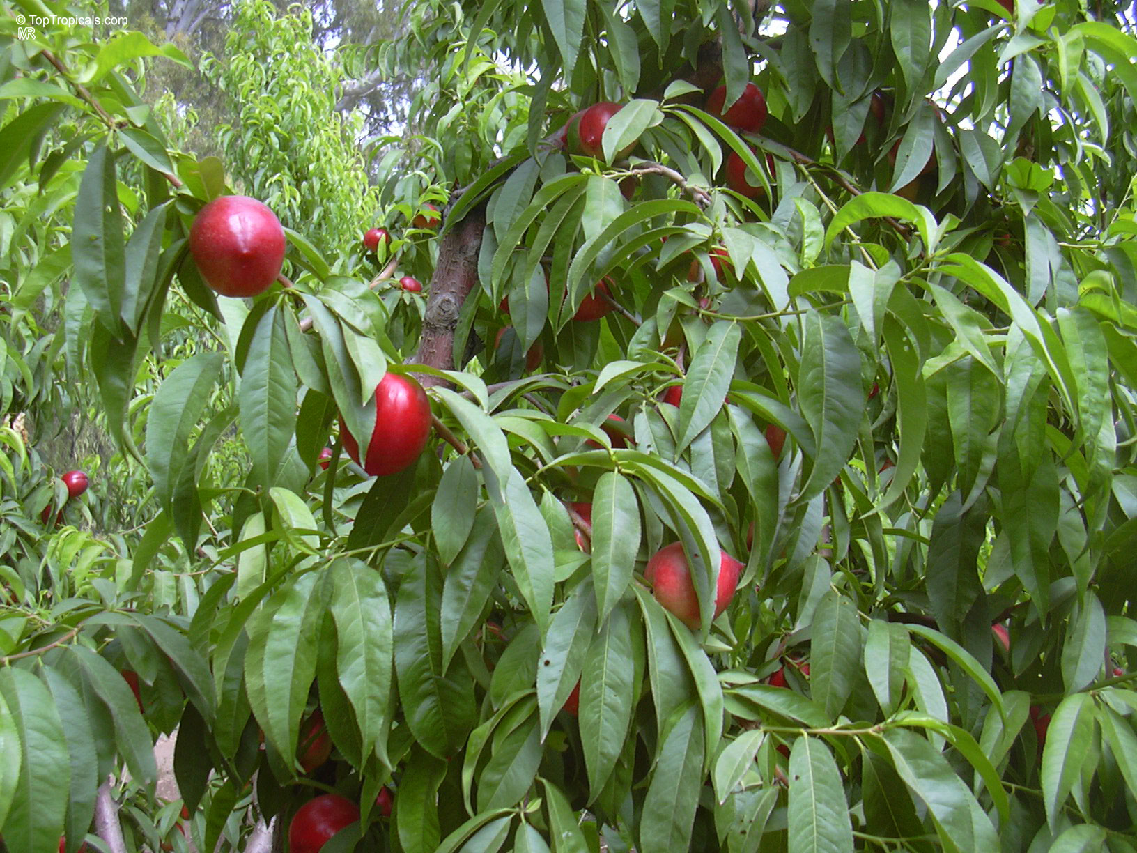 Prunus persica (Nectarine) loaded with smooth red fruit hanging from many slender branches. Prunus persica (Nectarine) tree with round red fruit and dense narrow green leaves.