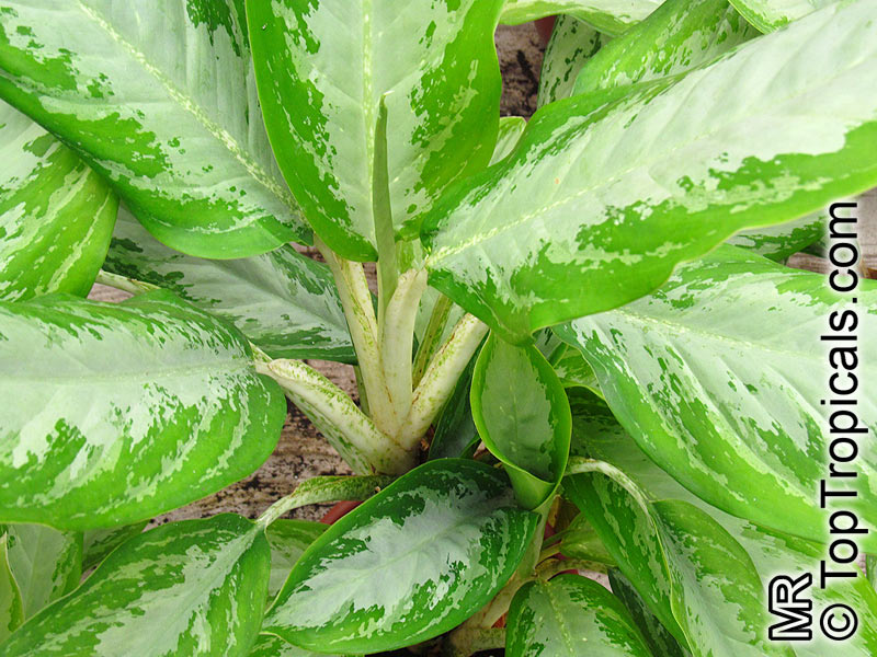 Aglaonema sp., Chinese Evergreen