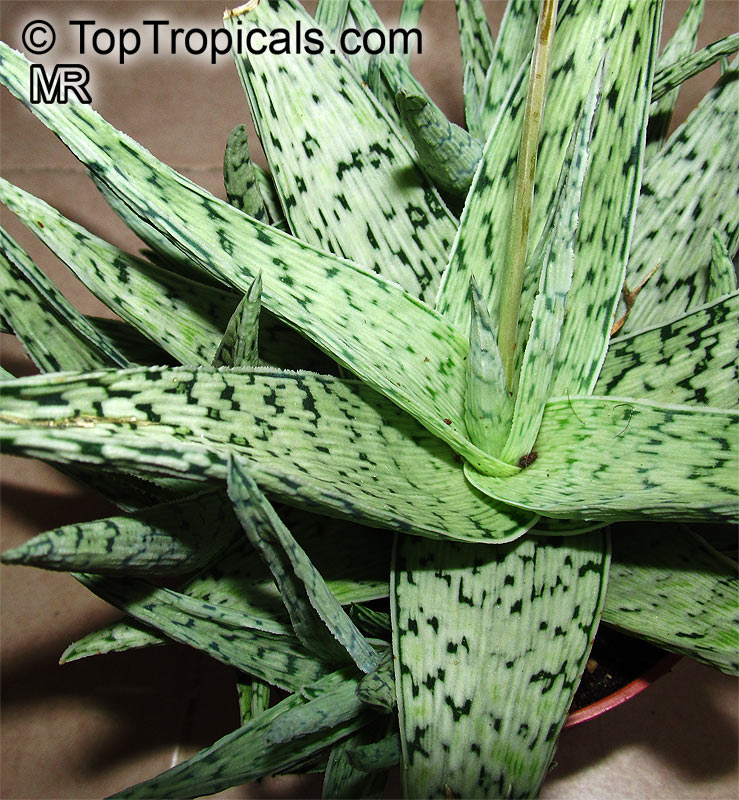 Aloe sp., Aloe. Aloe hybrid