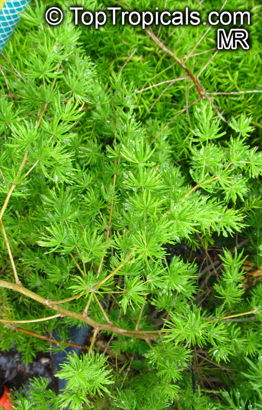 Asparagus laricinus, Protasparagus laricinus, Asparagus angolensis, Cluster-leaf Asparagus, Bergkatbos