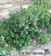 Ficus microcarpa Green Island

Click to see full-size image