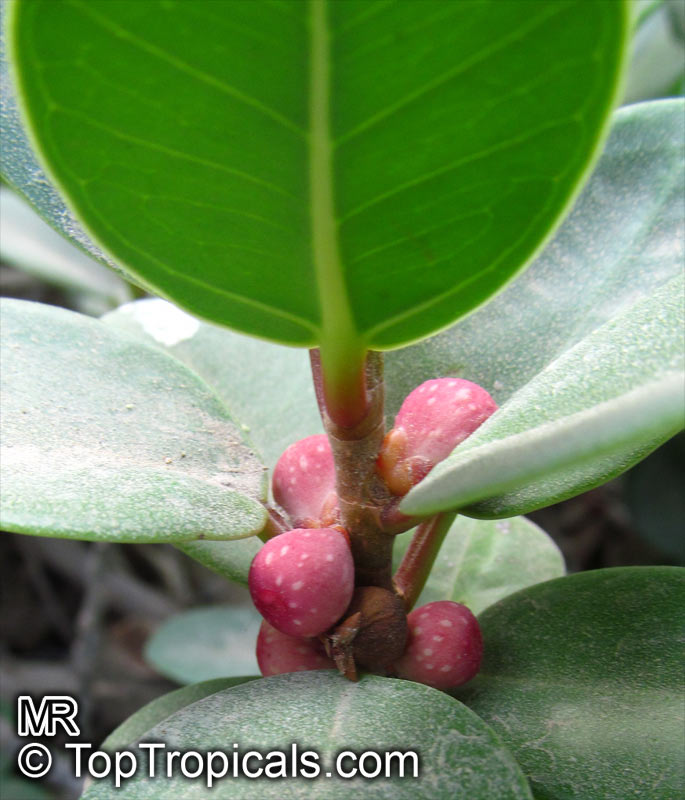 Ficus microcarpa, Ficus nitida, Ficus retusa, Chinese banyan, Indian Laurel