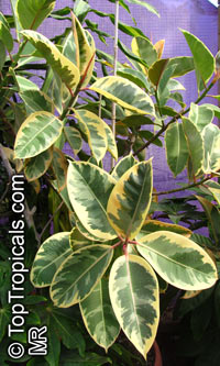 Ficus elastica, Rubber Tree

Click to see full-size image