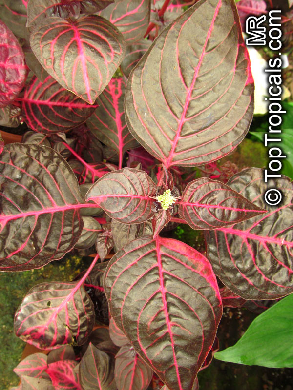 Iresine sp., Beefsteak Plant, Chicken Gizzard, Blood Leaf