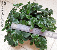 Cissus striata, Vitis striata, Parthenocissus striata, Sugar Vine, Miniature Grape Ivy, Ivy of Uruguay

Click to see full-size image