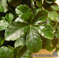 Cissus striata, Vitis striata, Parthenocissus striata, Sugar Vine, Miniature Grape Ivy, Ivy of Uruguay

Click to see full-size image