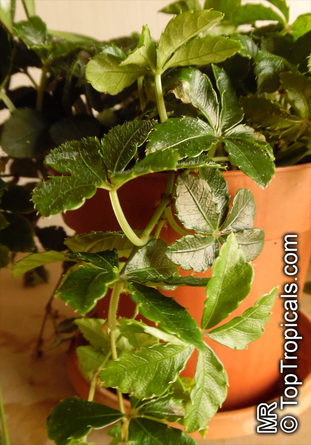 Cissus striata, Vitis striata, Parthenocissus striata, Sugar Vine, Miniature Grape Ivy, Ivy of Uruguay