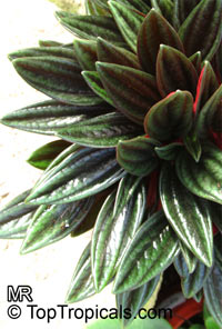 Peperomia caperata, Emerald Ripple Peperomia

Click to see full-size image