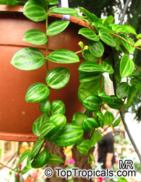 Peperomia dahlstedtii, Peperomia fosteri, Vining Pepper

Click to see full-size image