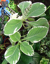 Plectranthus sp., Plectranthus

Click to see full-size image