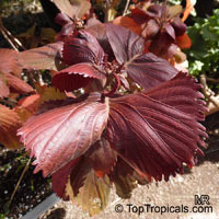 Acalypha wilkesiana, Fire Dragon Acalypha, Hoja de Cobre, Copper Leaf

Click to see full-size image