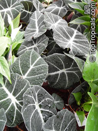 Alocasia Black Velvet, Alocasia reginula, Dwarf Alocasia

Click to see full-size image