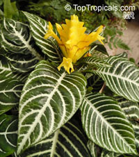 Aphelandra squarrosa, Zebra Plant

Click to see full-size image