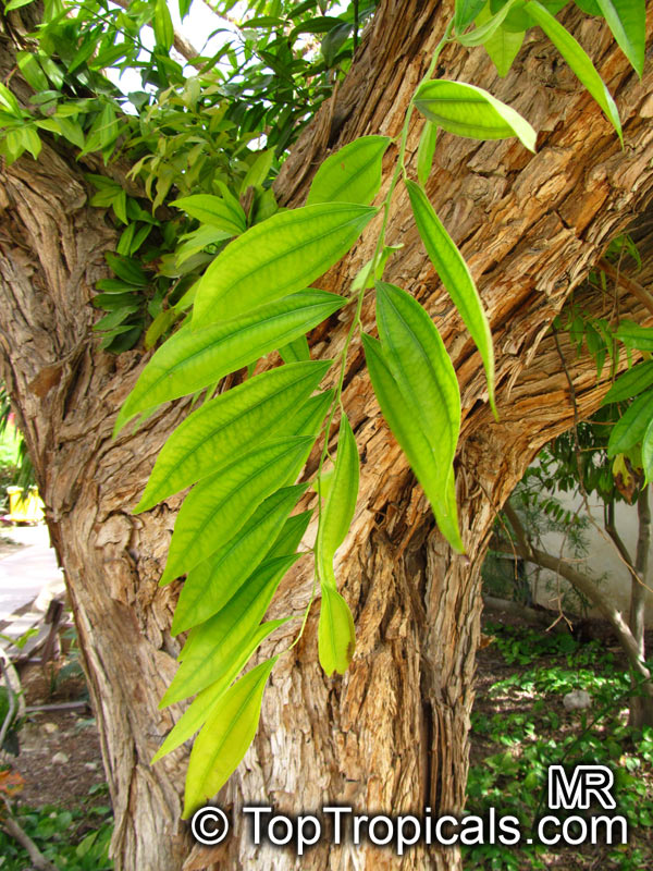 Cocculus laurifolius, Laurel-leaf Snailseed