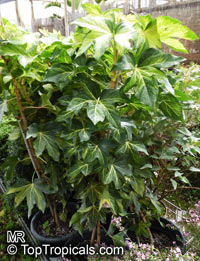 x Fatshedera lizei, Fatshedera, Ivy Tree

Click to see full-size image