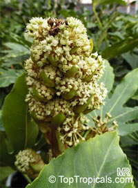 Fatsia japonica, Paperplant, Japanese Aralia

Click to see full-size image